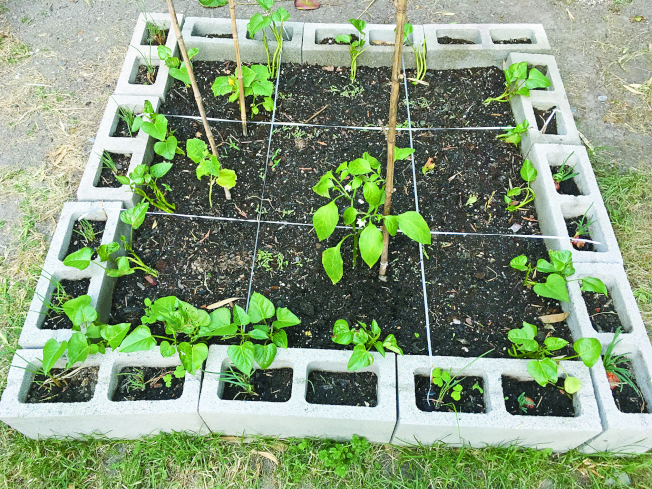 也可以用空心砖砌一个正方形小菜圃。
