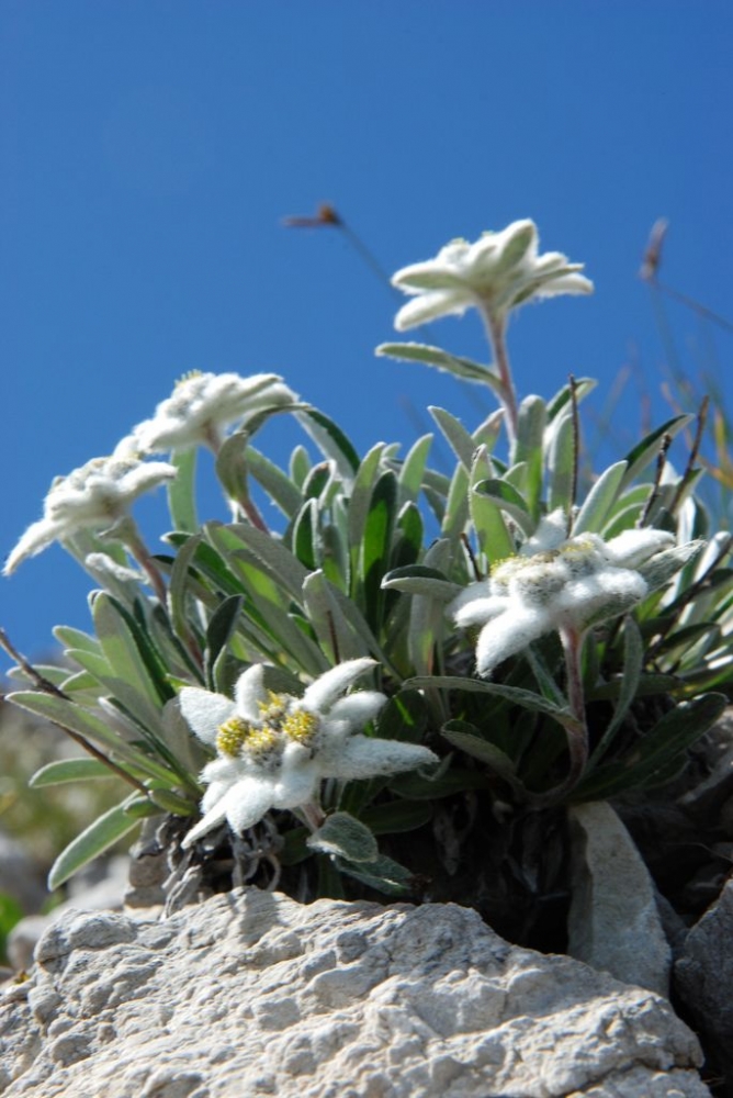 Résultat de recherche d'images pour "etoile de Alps, edelweiss"